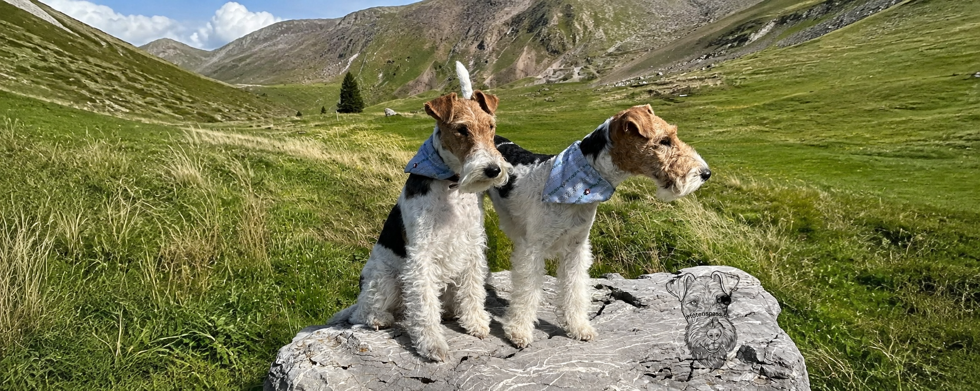 Drahthaar Foxterrier Duffy und Curry im Alpstein
