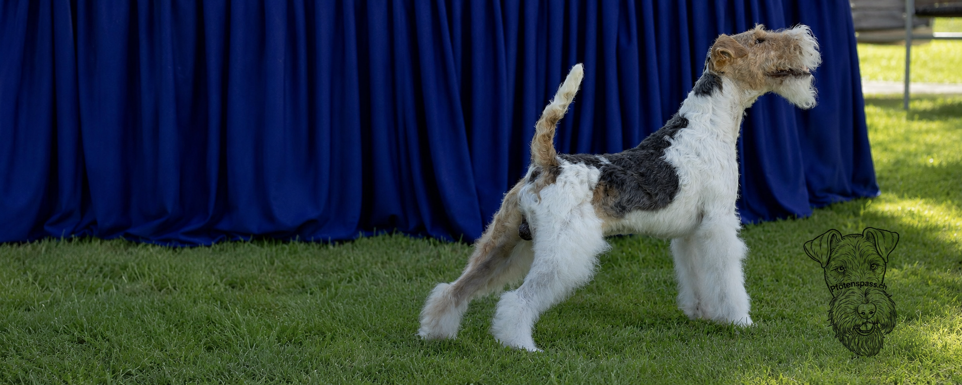 Drahthaar Foxterrier Curry auf einer Hundeausstellung
