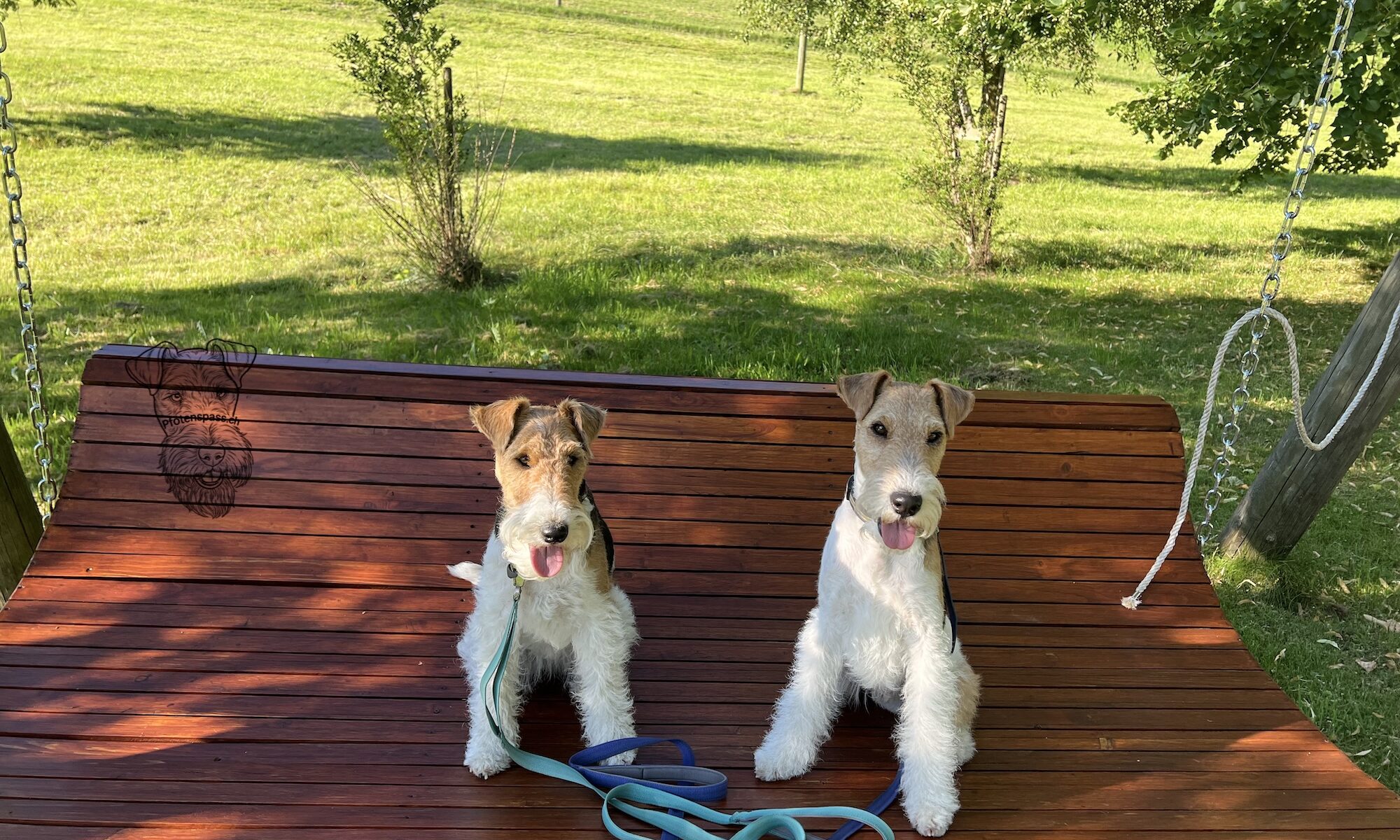 Drahthaar Foxterrier Duffy und Curry auf der Schaukel