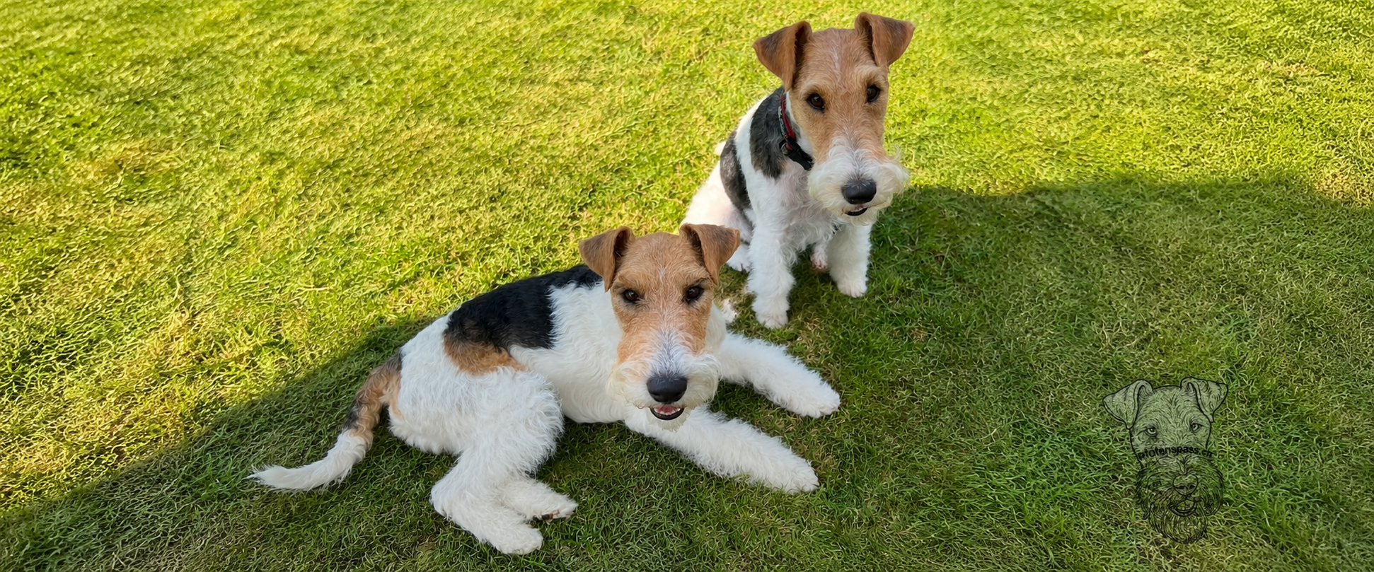 Drahthaar-Foxterrier fachgerecht getrimmt