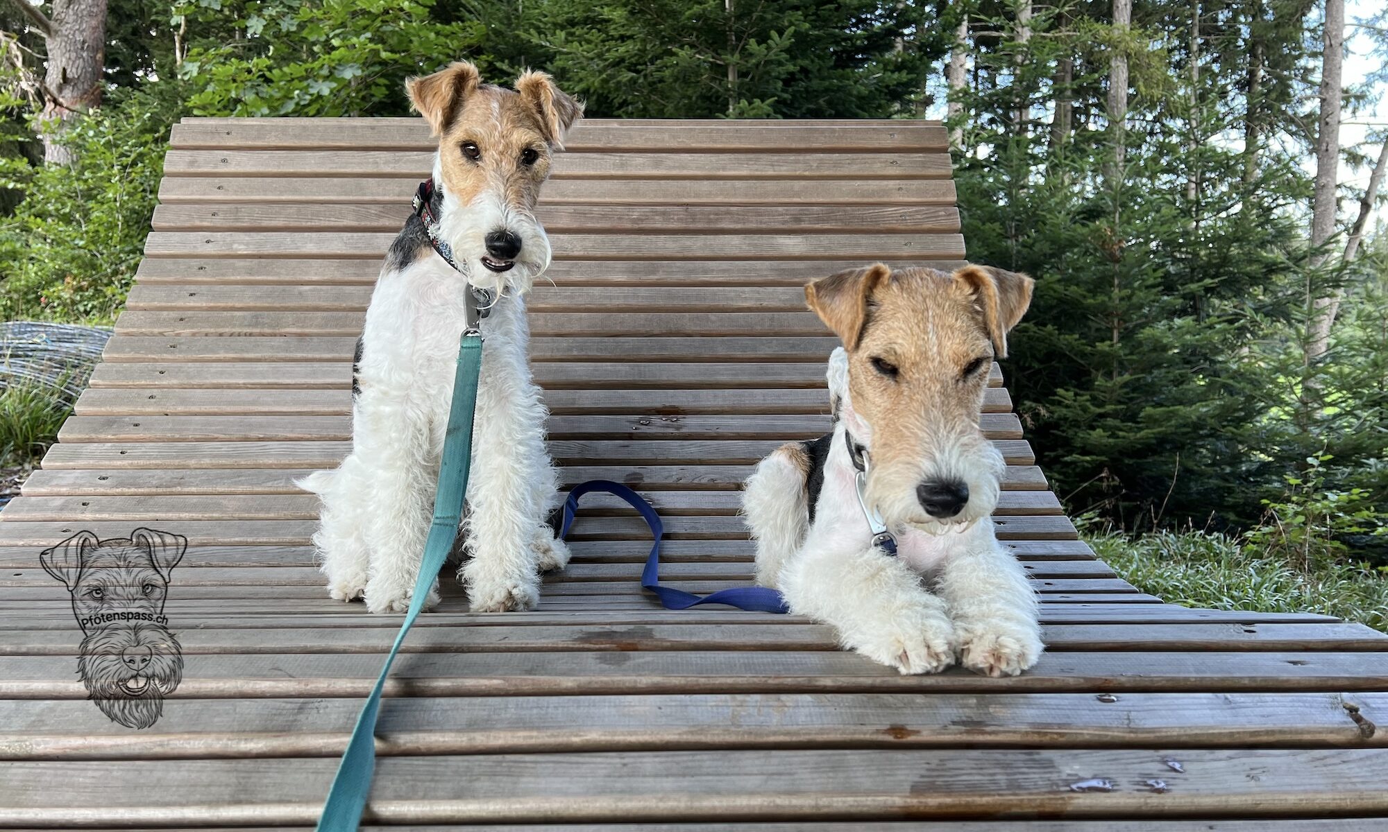 Drahthaar Foxterrier Duffy und Curry auf der Schaukel