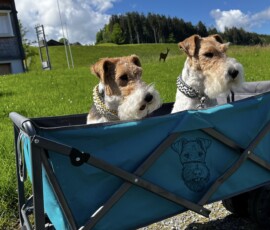 Duffy und Curry Probefahren im Partymobil