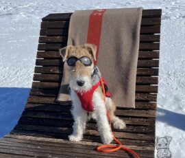 Curry cool mit Sonnenbrille auf der Liege