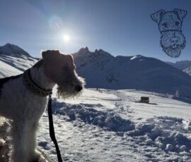 Curry auf Muottas Muragl im Schnee