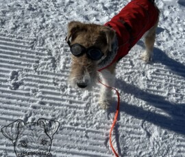 Curry cool im Schnee unterwegs
