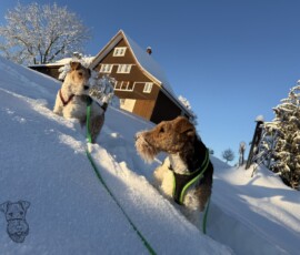 Curry und Duffy im Schnee