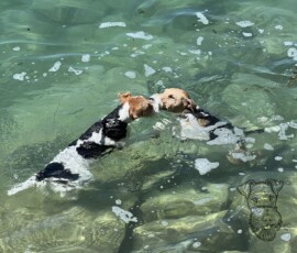 Duffy und Curry im Bodensee küssend