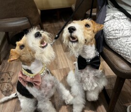 Duffy und Curry schick mit Fliege und Halsband