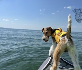 Curry als Bootsführer