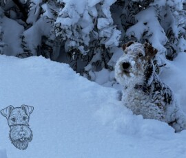Duffy unter dem Schneebaum
