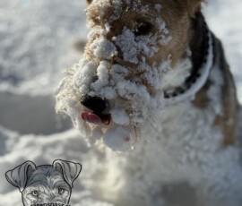 Duffy Lieblingsbeschäftigung im Schnee