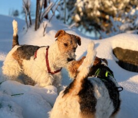 Curry und Duffy romantisch im Schnee küssend