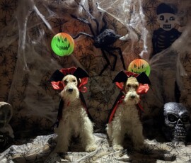 Curry & Duffy mit Halloween Kostüm