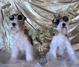 Curry und Duffy wünschen ein gutes neues Jahr