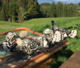 Appenzeller Spitzhauben bei ihrem täglichen Streifzug