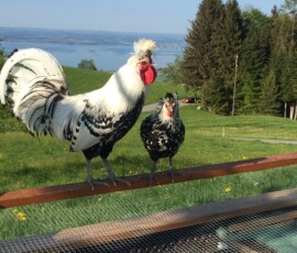 Appenzeller Spitzhauben Henne und Hahn halten Ausschau