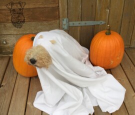 Halloween mit Kiwi