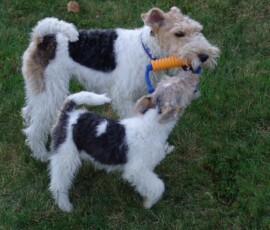 Unsere ersten Drahthaar-Foxterrier Susi und Kiwi