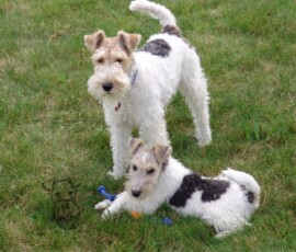 Kiwi und Susi im Garten