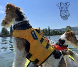 Duffy und Curry im Kajak auf dem Bodensee